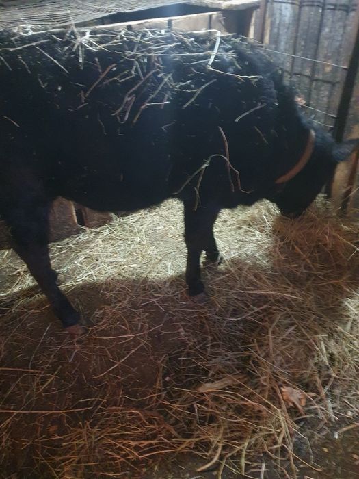 Vând juncă angus de 9luni