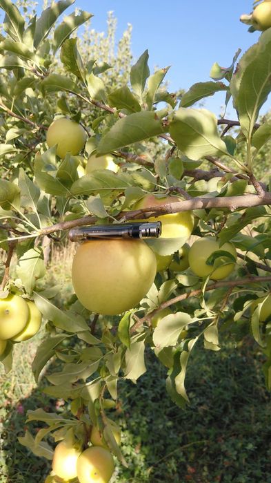 Продам яблоки американка и золотой