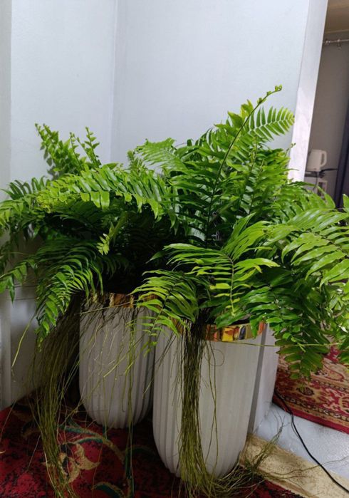 ЦВЕТЫ, Цветы для офиса, Цветы для автосалона, Гуллар, Офис гуллари