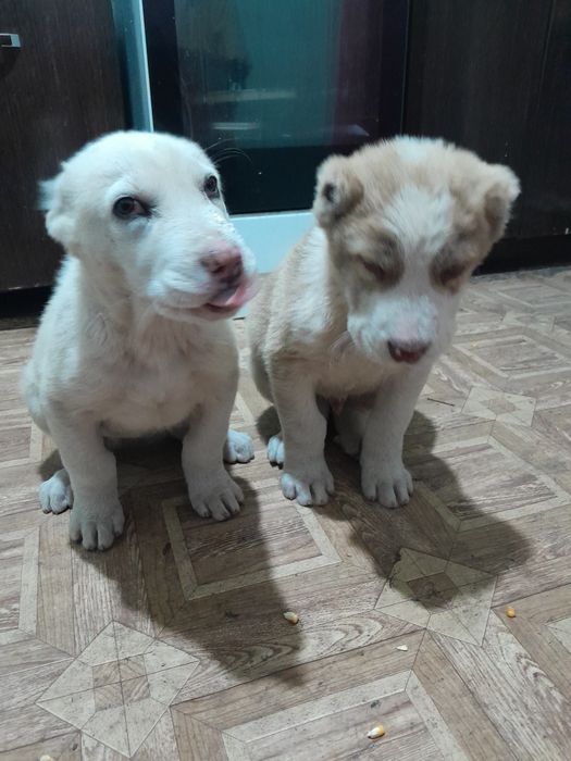 Щенки Алабай Породистые