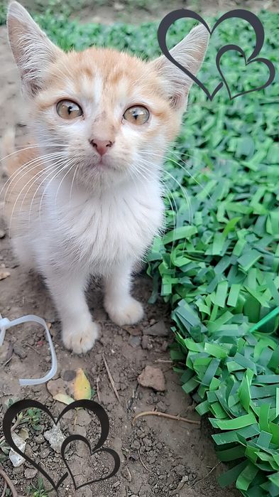 Pisicuți spre adoptie