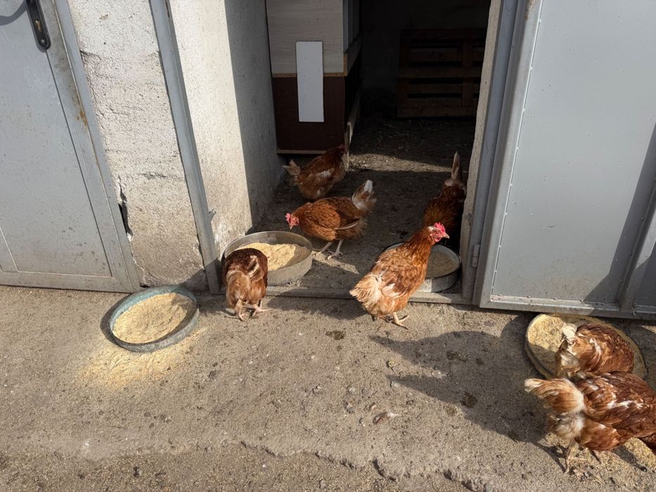 Кокошки носачки ломан браун