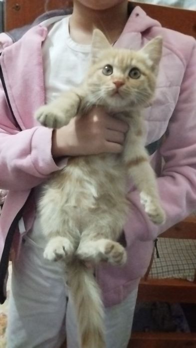 Персик 2,5 месяца