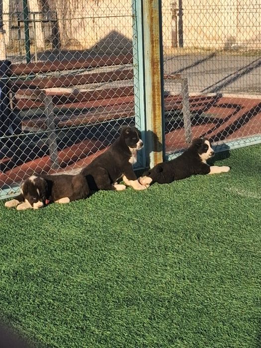 Щенки Алабая средниазиат