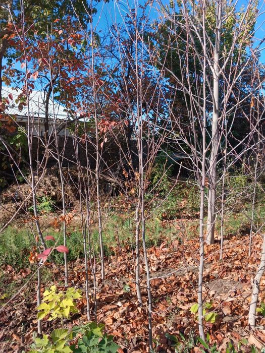 Кирим сасна арча