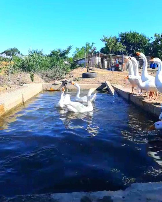 Ouă de incubat gaște