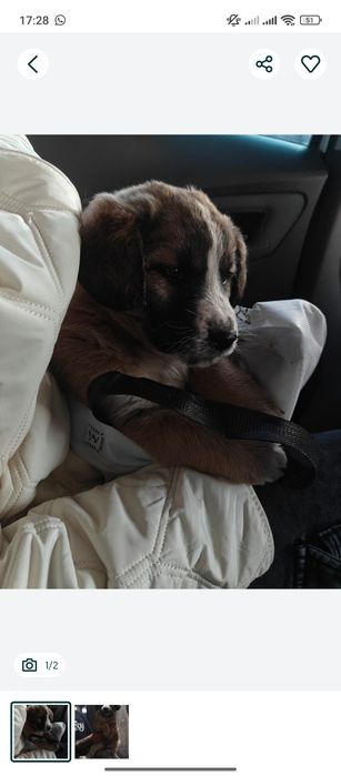 Отдам собачку в добрые руки