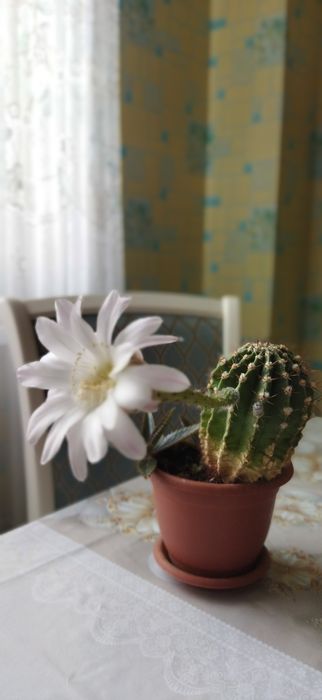 Кактусы 300,600,800 тенге