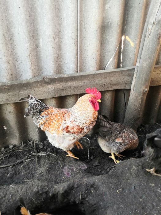 Петухи Билефельдер