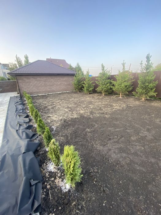 Газон зеленый  сочный  газон