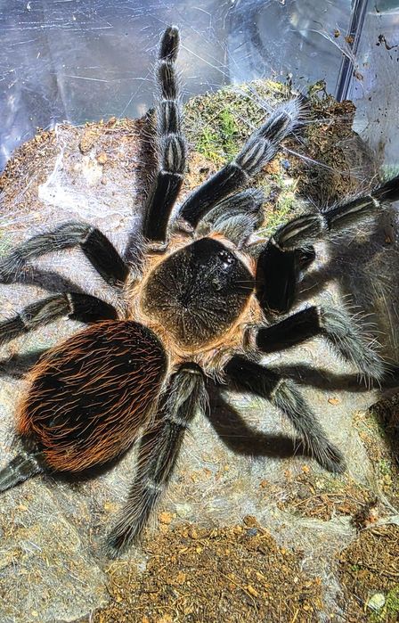 Tarantule Slingi