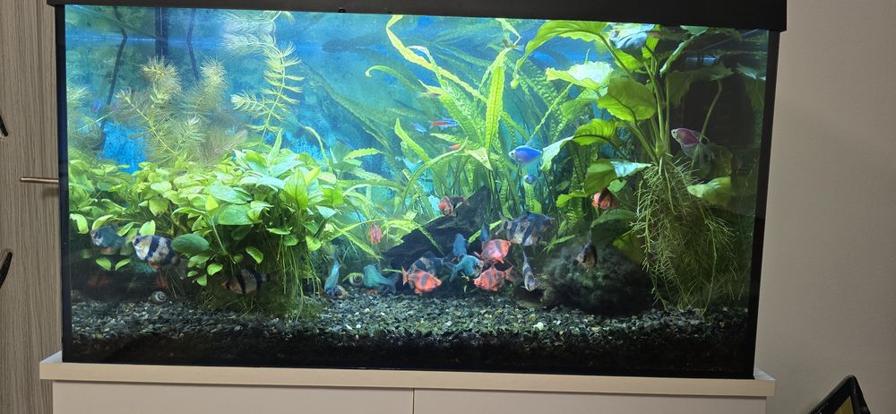 Acvariu complet cu stand si vietuitoare