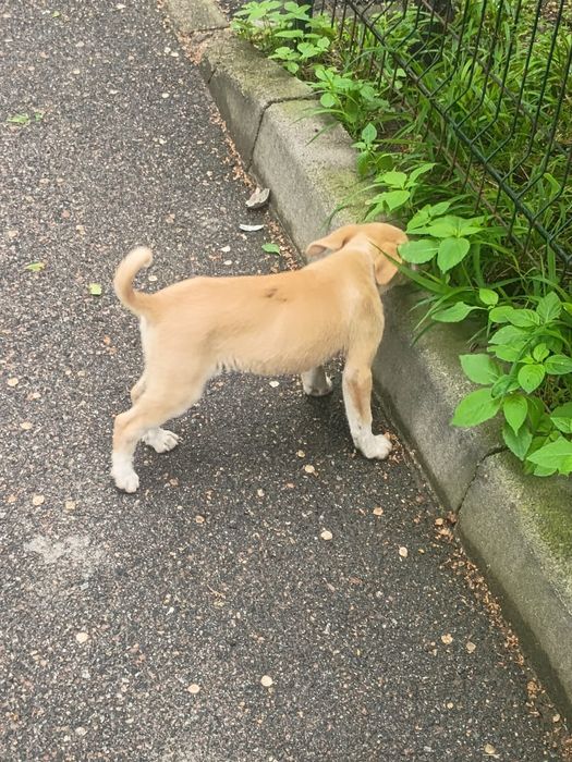 Отдадим щенка-звоночка