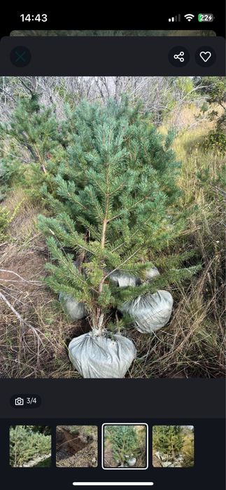 Саженцы береза кустаринки