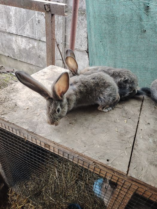 Urias german diferite cuiburi