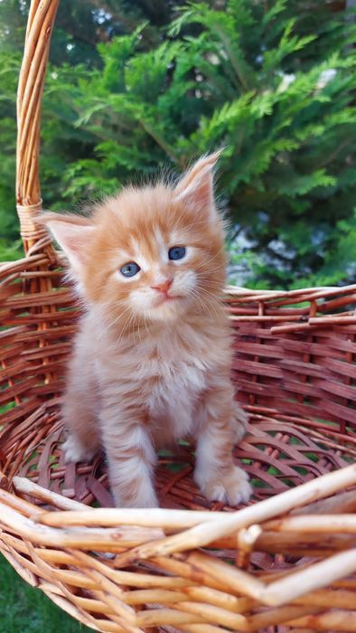 В рассрочку Котята Мейн-кун элитные