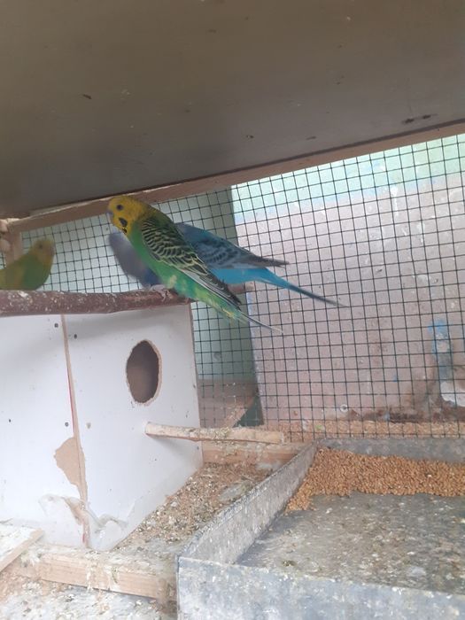 Papagali Perusi Pui și Maturi