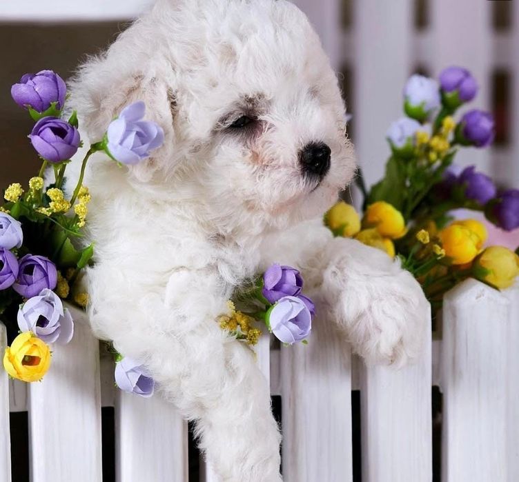 Щенки бишон фризе