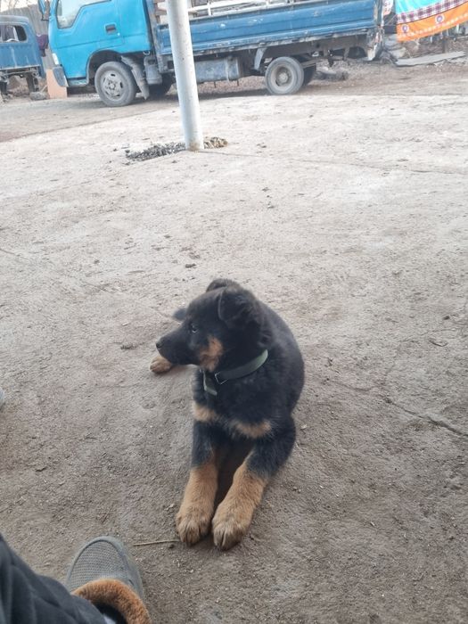 Овчарка немецкий