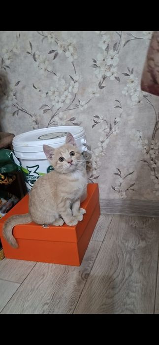 Персиковая девочка котенок Перси в добрые руки!