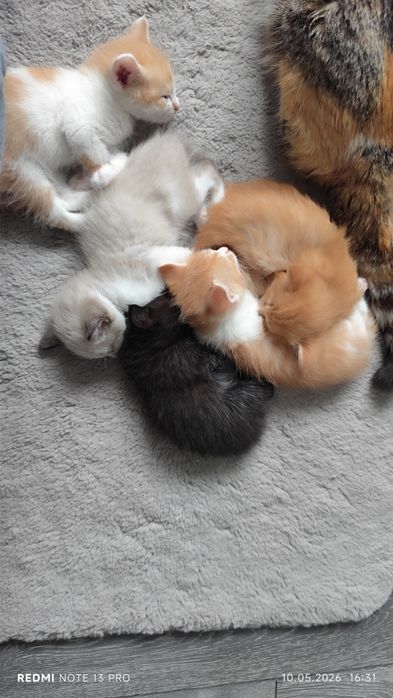 Котёнки, 2 месяца, все мальчики