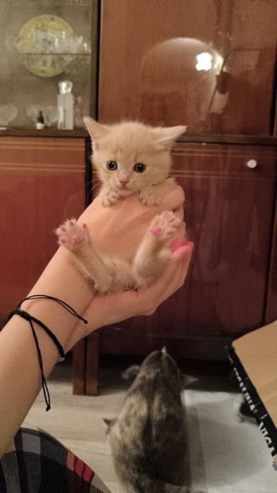 Отдам котят в добрые руки