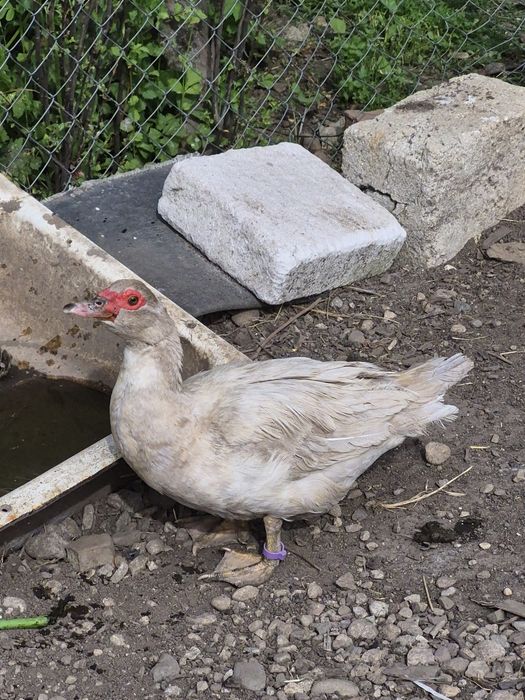 Ratoi si rațe lesesti