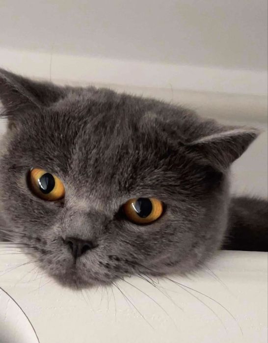 British Shorthair fata - Brasov