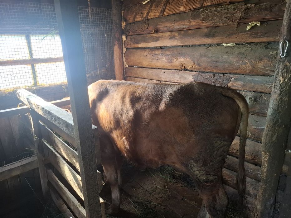 Продам 8 голов быков