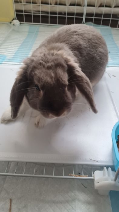 Кролик декоративный