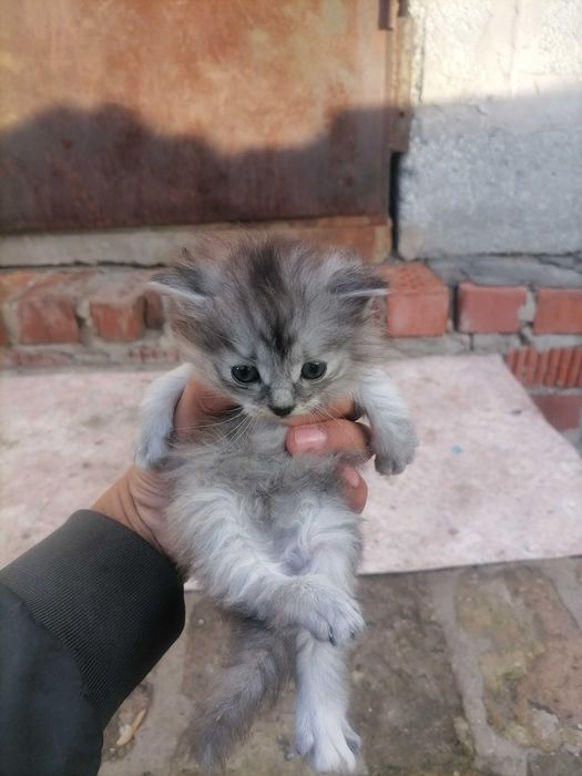 Одам в хорошие руки котет