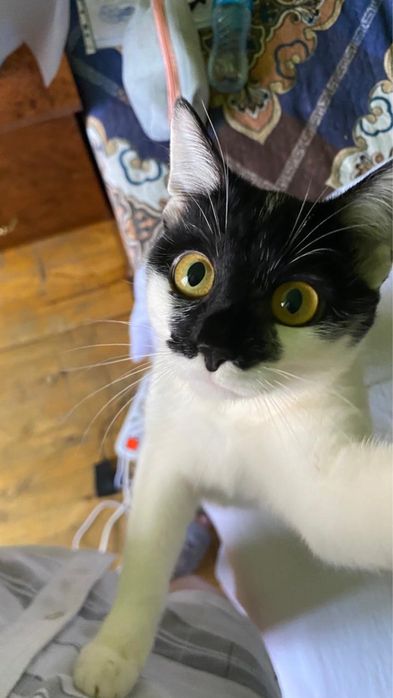 Отдаю кошечку  , 7 месяцев