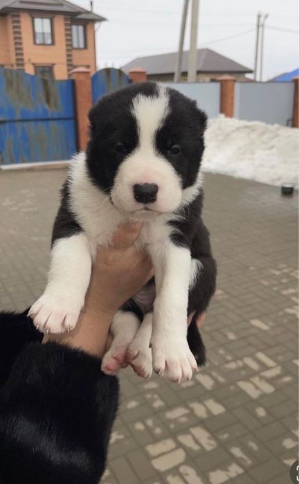 продам щенки алабай кабель