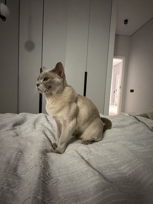 Кот Бурма Европейская