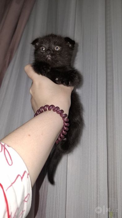 Mushuk mushukcha веслоухий