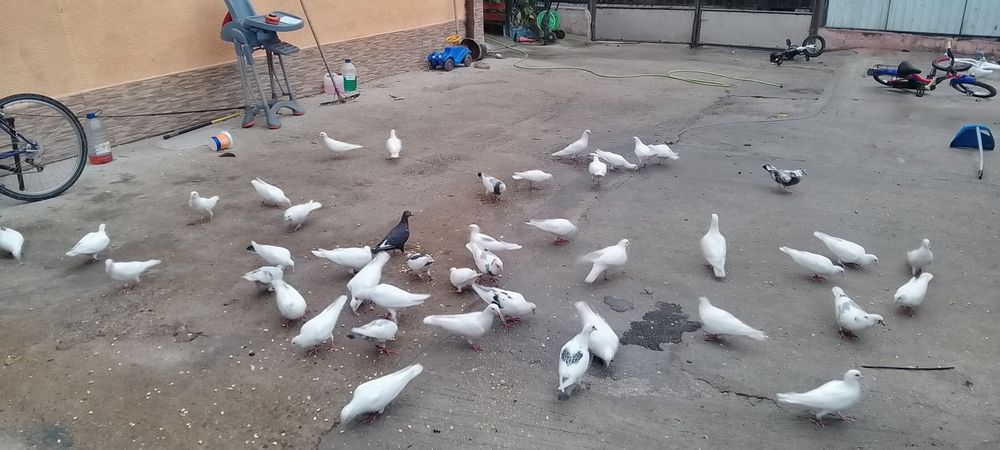 Porumbeii albi poste