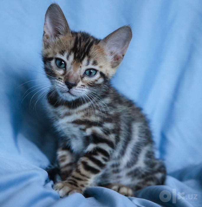 Бенгальские котята