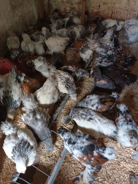 Brahma porțelan și brahma herminat deschis