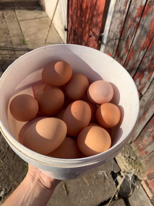 Oua de casa proaspete si naturale