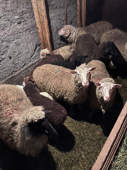 Продам баранов.     О