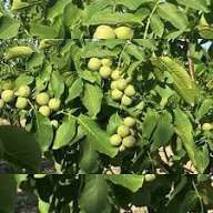 Nuci  Chandler ambalați oferta 5+1 grati