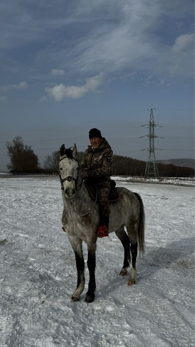 Пішпе ат сатылады