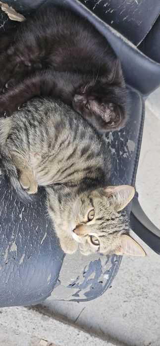 Отдам котят в добрые руки