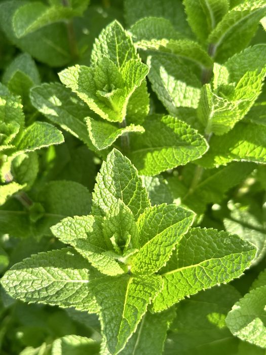 Menta Olandeza - Proaspata