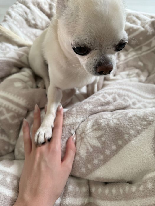 Продавам Чихуахуа с родословие Момиче на годинка