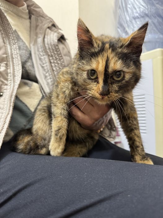 Отдам котенка в хорошие руки