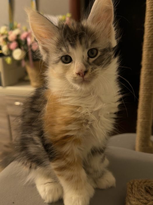 Котята Мейн-Куны