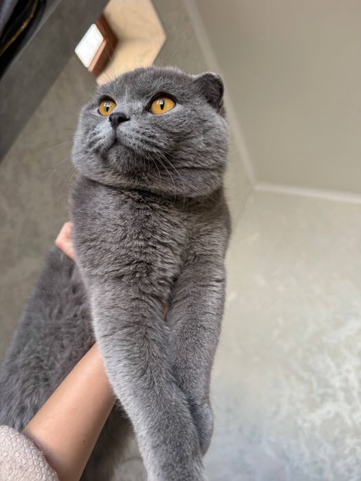 Scottish fold, vyazkaga
