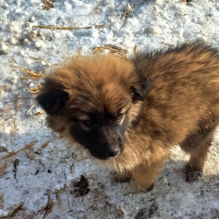 Щенки бесплатно, в добрые руки