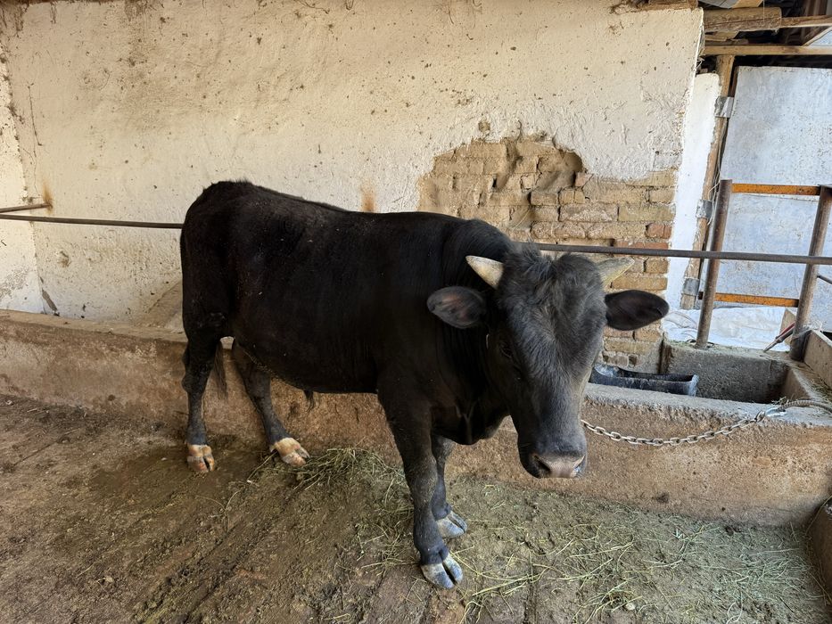 Бык бұқа байлауда тұр